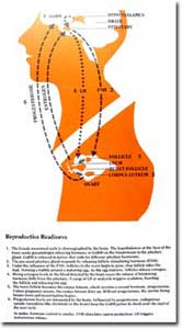 Diagram of human reproductive cycle for Research News Magazine 